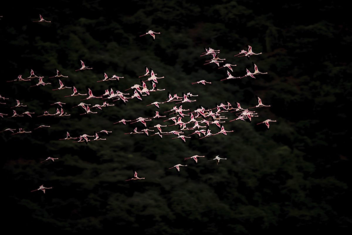 Flying Flamingoes by Uri and Helle Løvevild-Golman