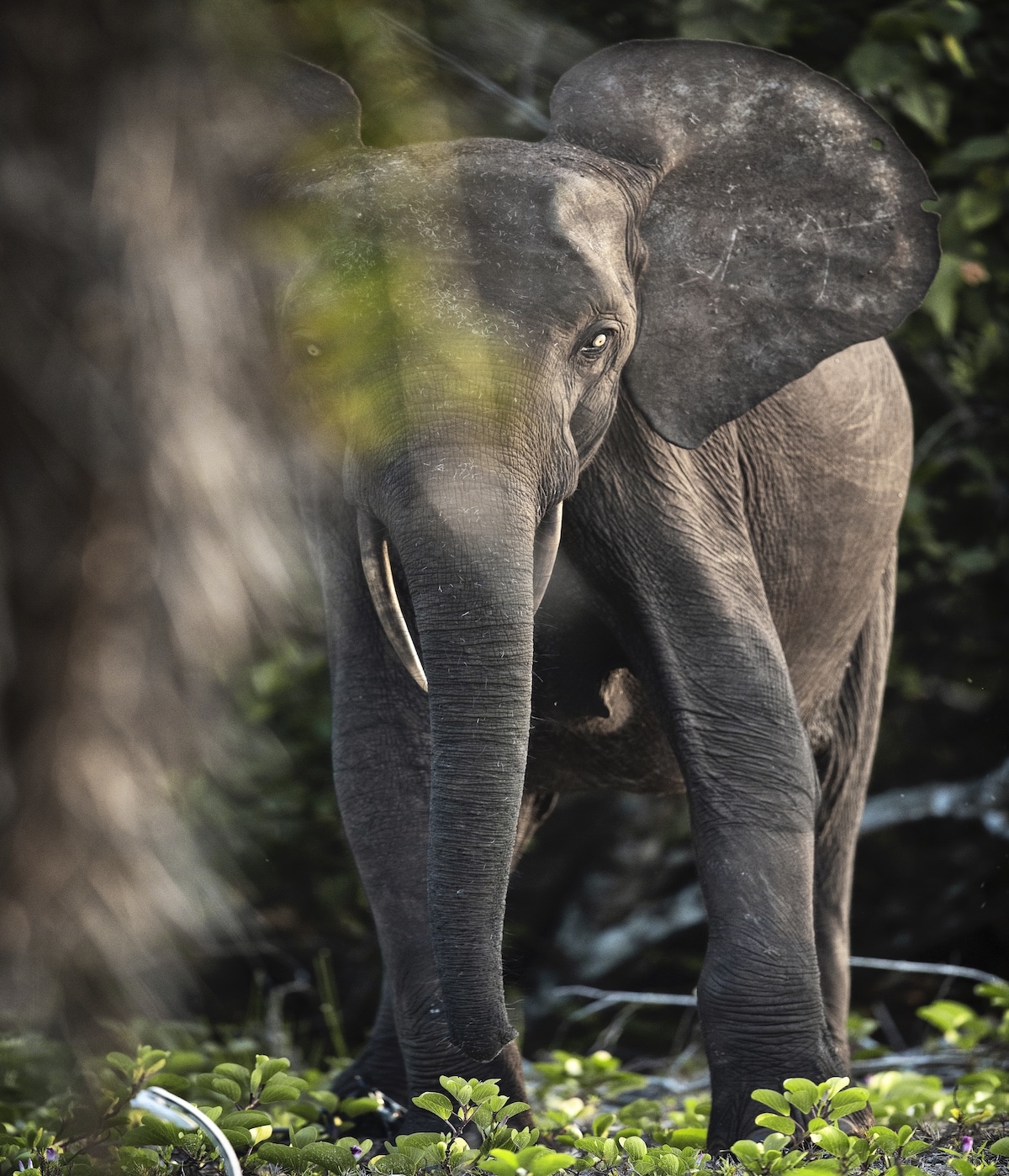 Elephant by Uri and Helle Løvevild-Golman