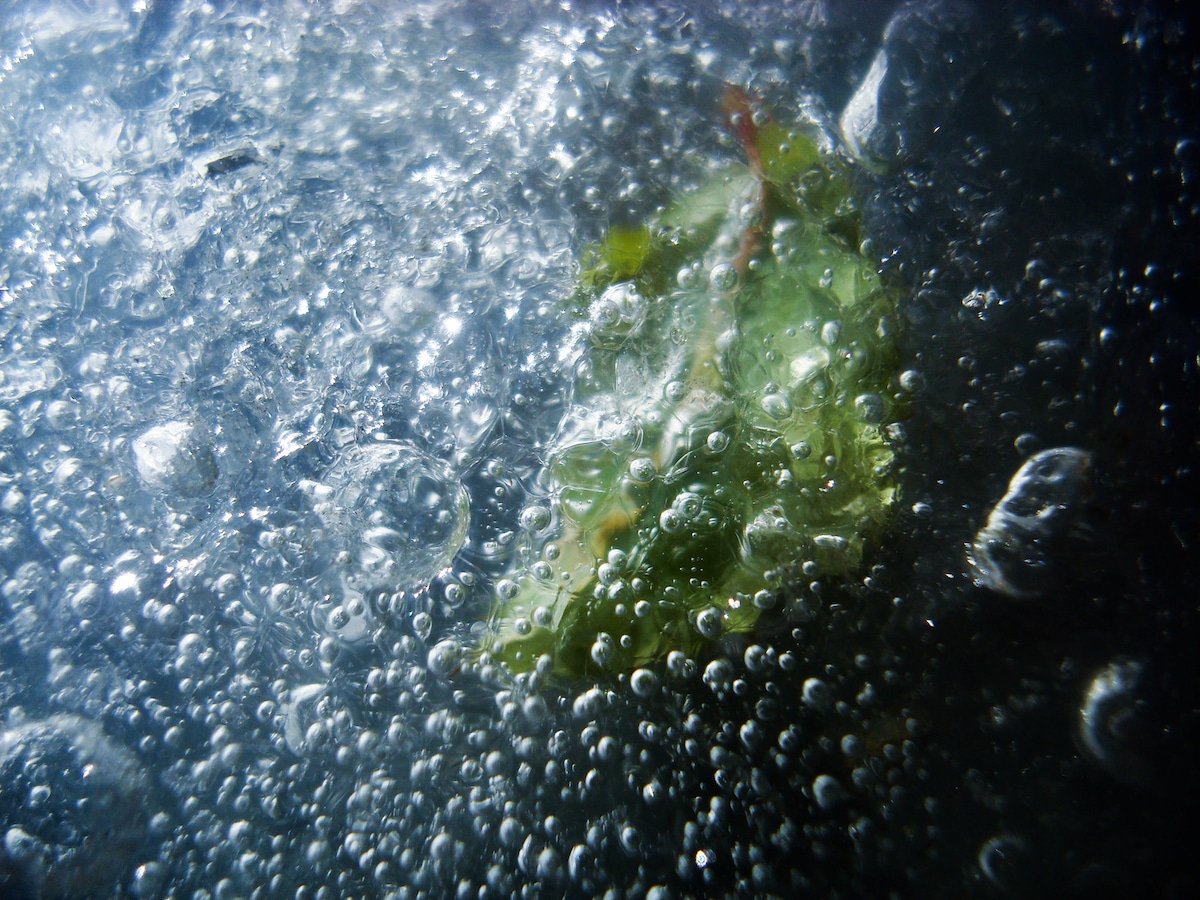 Leaf Stuck in the Ice