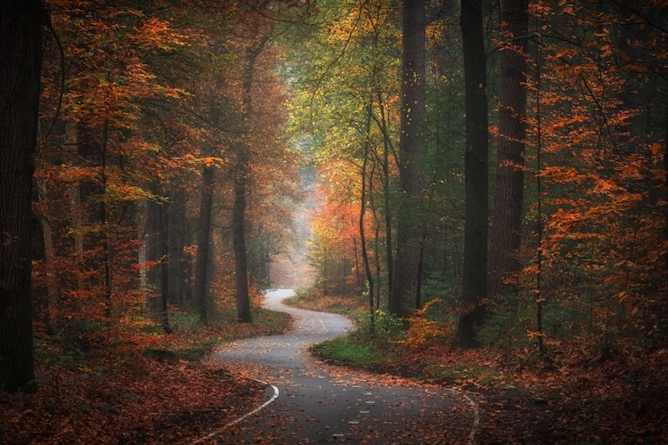 Autumn Forest in the Netherlands