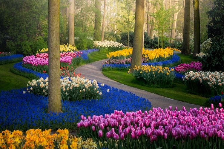 Keukenhof Tulip Garden by Albert Dros