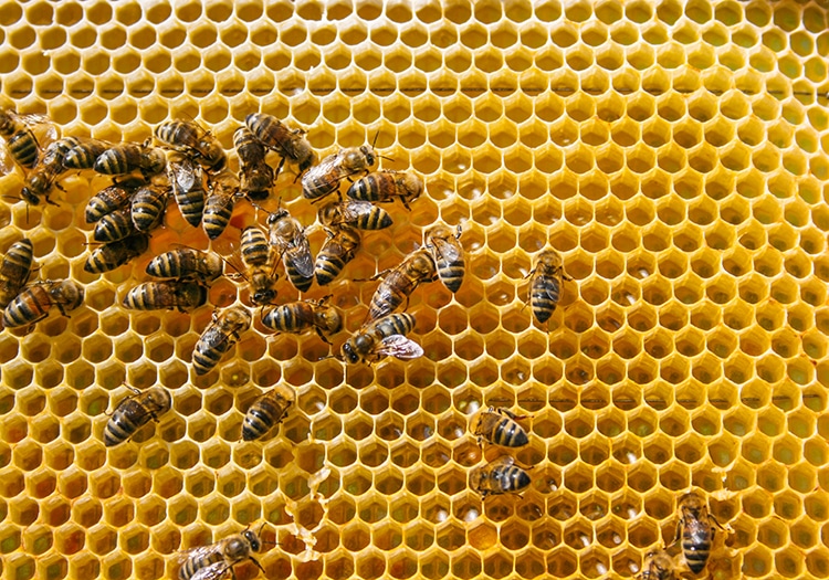 Beehive With Worker Bees