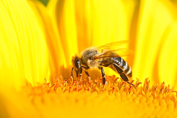 abeja en flor