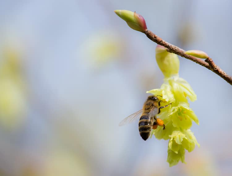 abeja polinizando flor