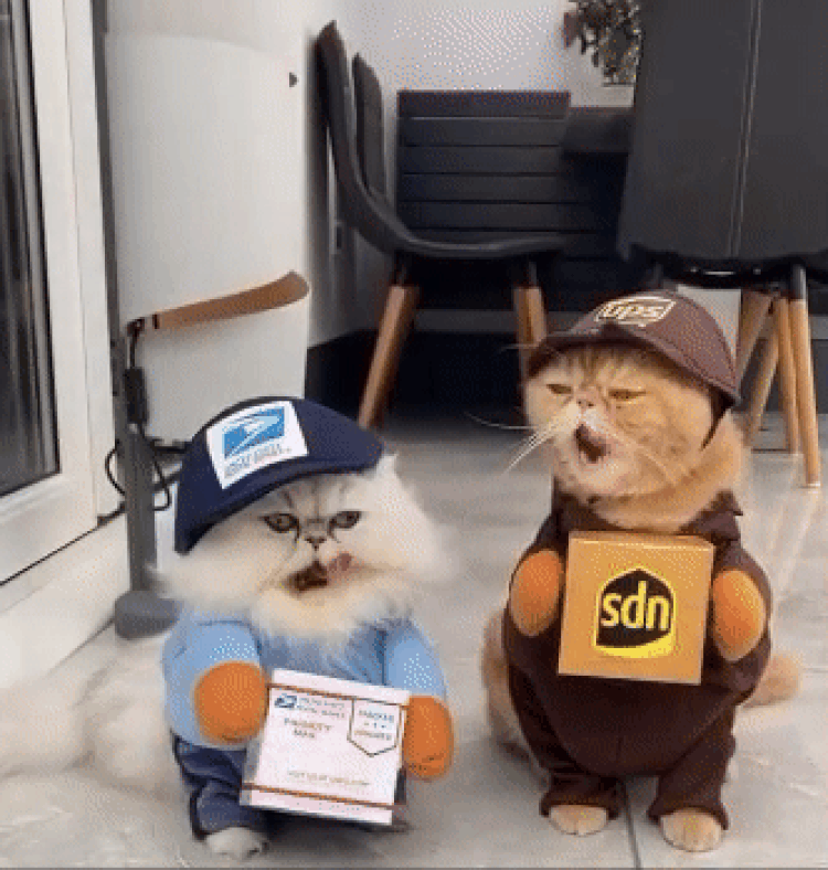 Cats in Mail Carrier Halloween Costumes