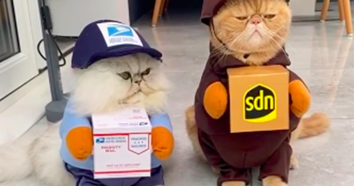 Kitties in outlet costumes