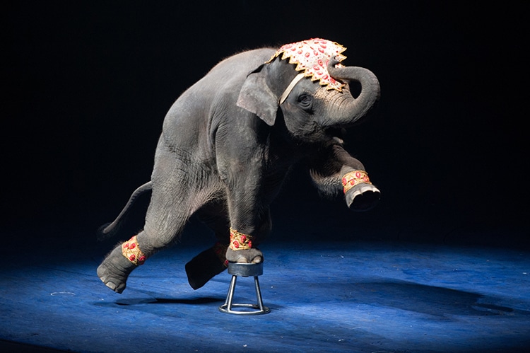 Circus Elephant Animal Cruelty