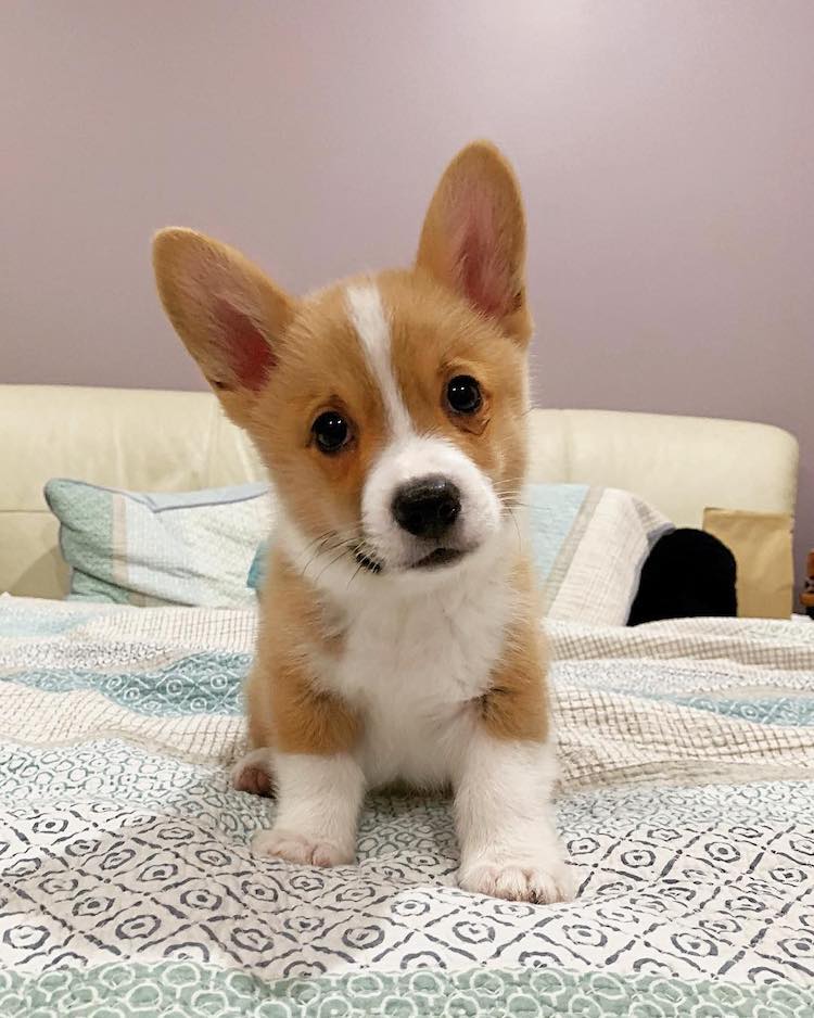 Newborn Corgis