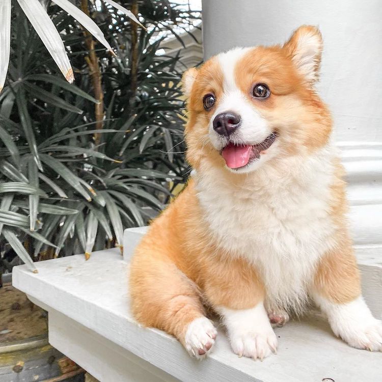 Adorable Corgi Siblings Look Like Fluffy Balls of Happiness