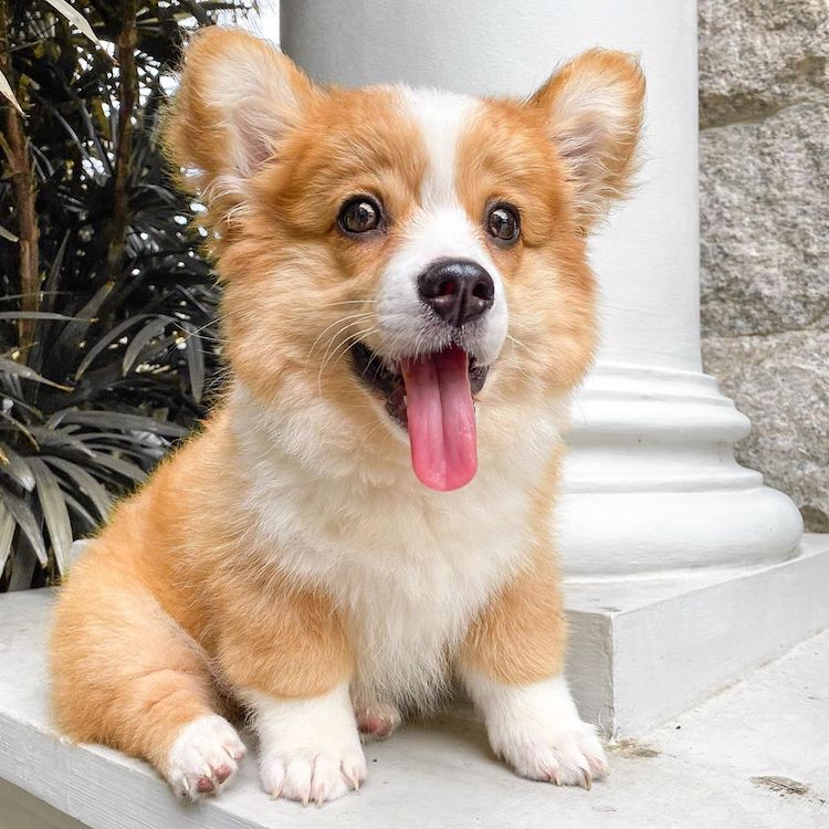 Adorable Corgi Siblings Look Like Fluffy Balls of Happiness