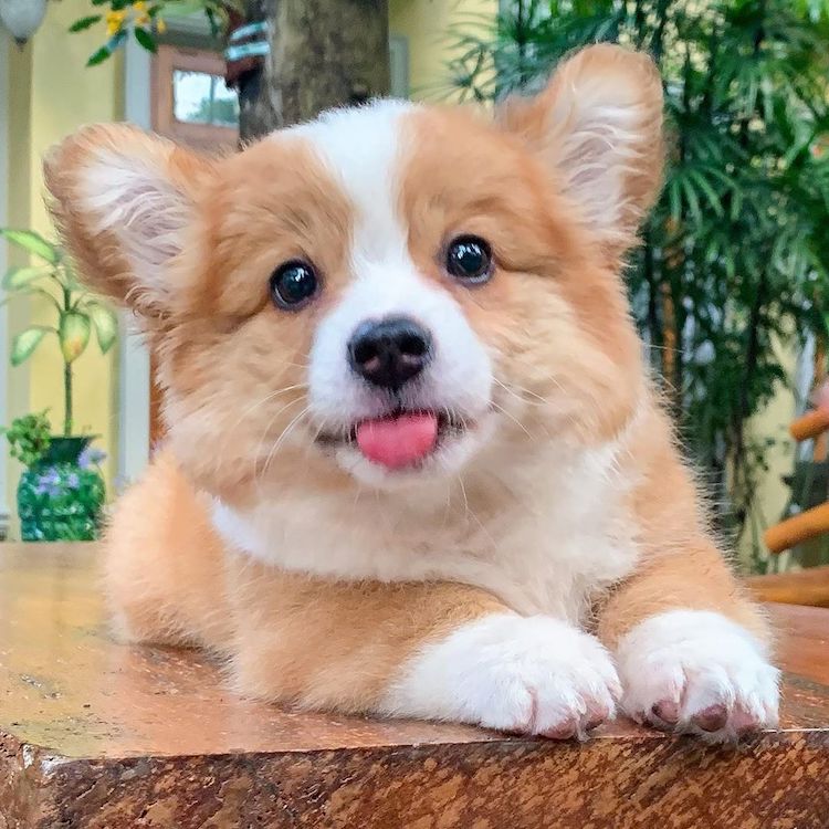 Adorable store corgi puppy