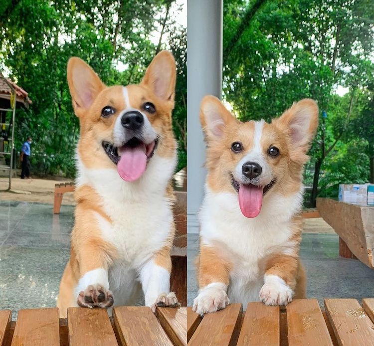 Cooper and Baby the Corgi Dogs