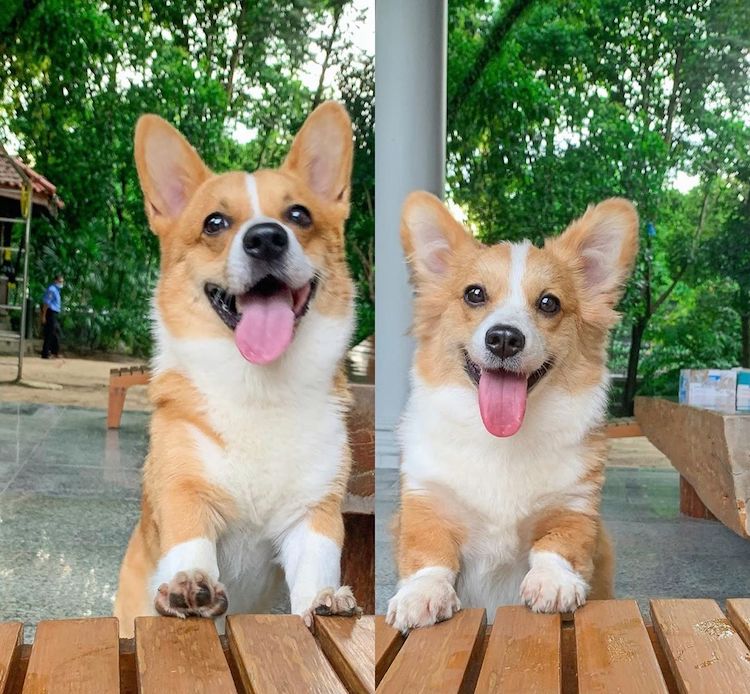 Cachorro Cooper e Bebé Corgi 