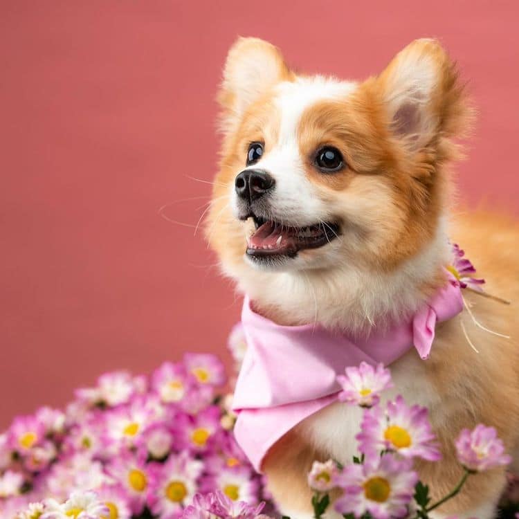 Baby le chiot Corgi