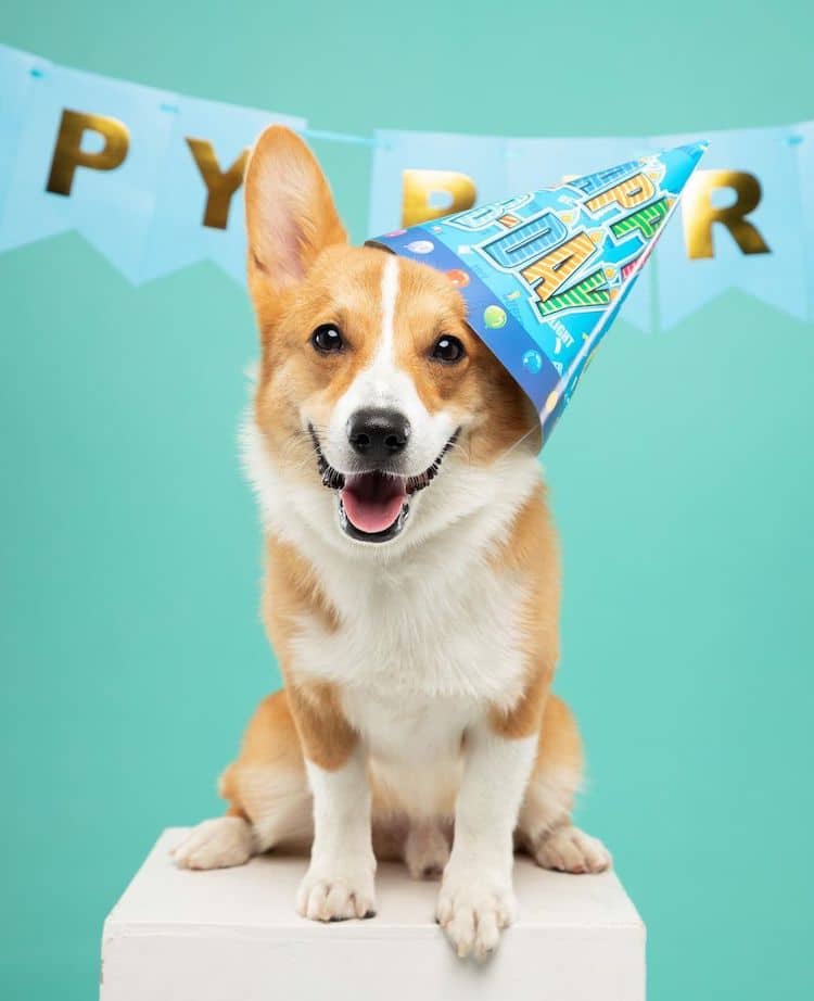 Pes corgi Cooper. Pes