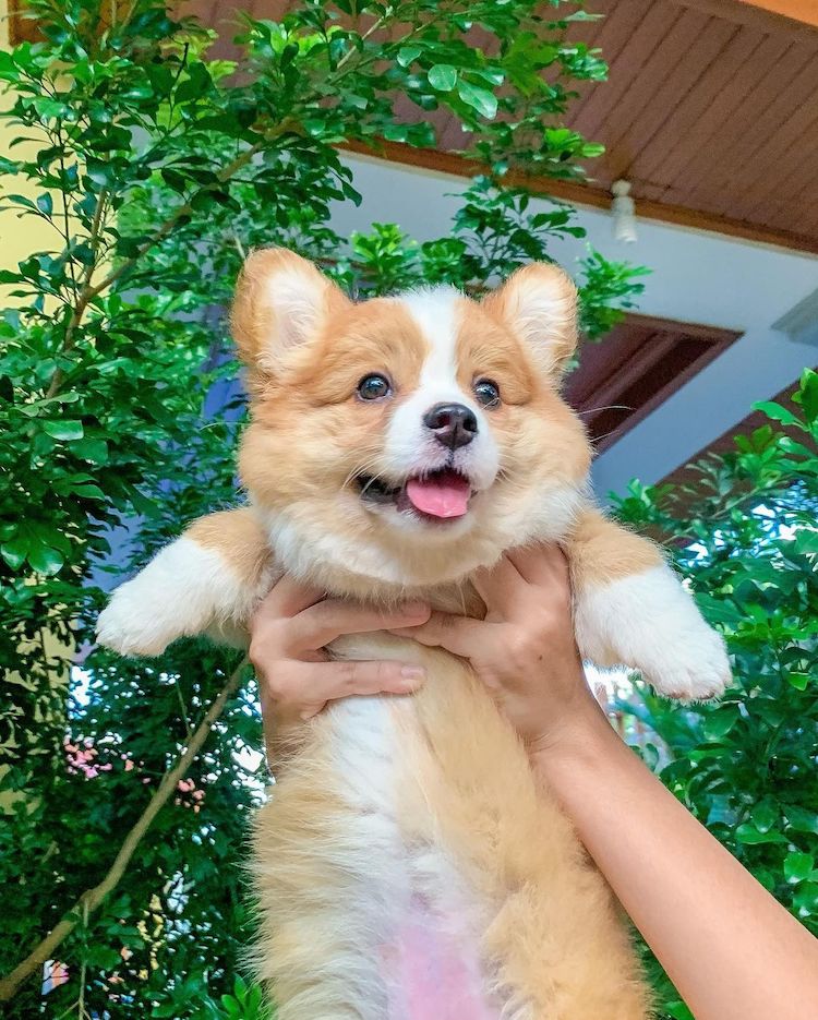 Adorable Corgi Siblings Look Like Fluffy Balls Of Happiness