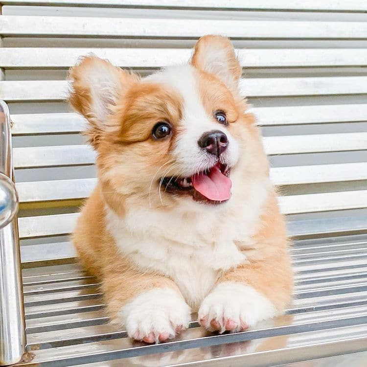 Adorable Corgi Siblings Look Like Fluffy Balls Of Happiness 