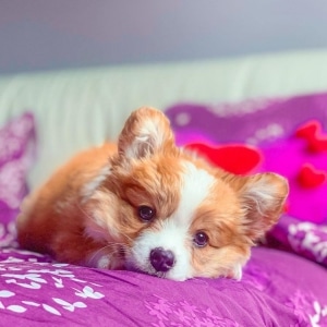 Adorable Corgi Siblings Look Like Fluffy Balls of Happiness