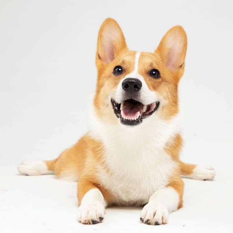 Adorable Corgi Siblings Look Like Fluffy Balls Of Happiness