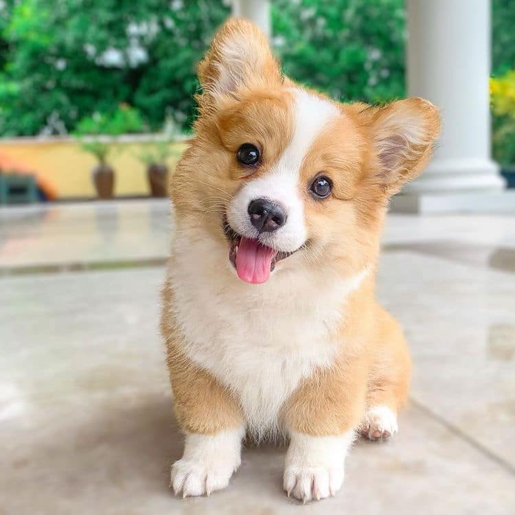 Adorable Corgi Siblings Look Like Fluffy Balls of Happiness