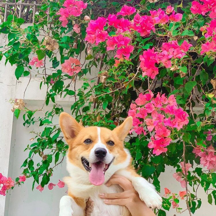 Cooper, câinele Corgi