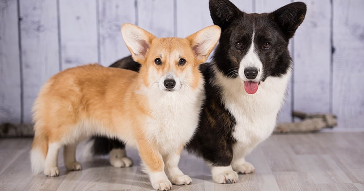 dogs mixed with corgis