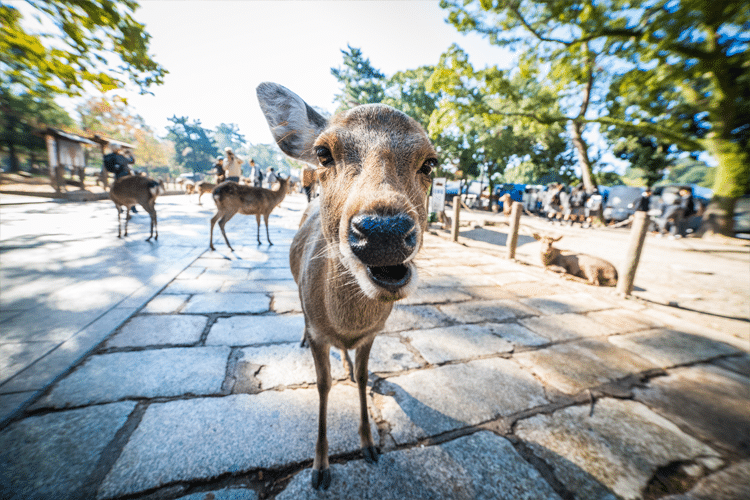 Deer in Nara, Japan Approaches Photographer