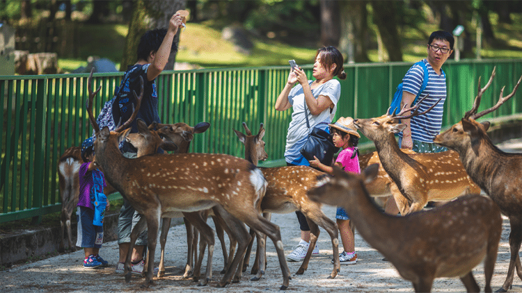 Tourists Meet the Sacred Deer of Nara, Japan