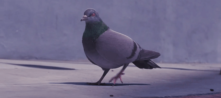 Emmit Fenn Who Dat Music Video Dancing Pigeon