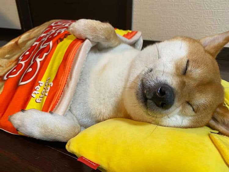 Shiba Inu duerme en cama de bolsa de papas