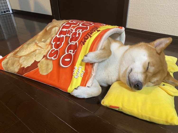 Un shiba inu dormil n toma la siesta en camas inspiradas en comida