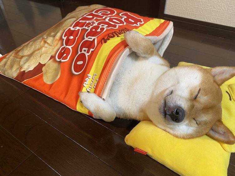 Shiba Inu Sleeps in Potato Chip Pet Bed
