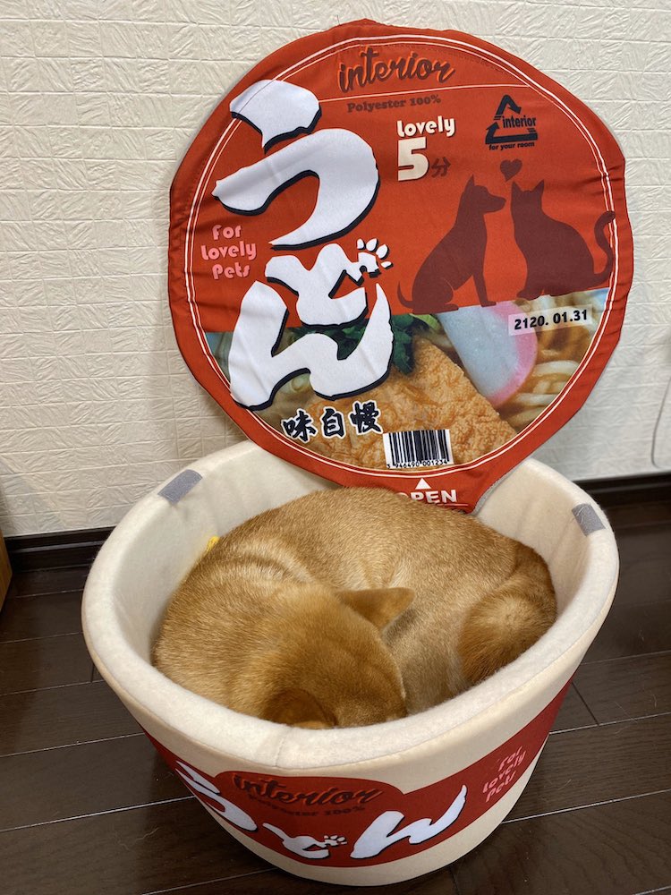 Shiba Inu Sleeps in Ramen Pet Bed