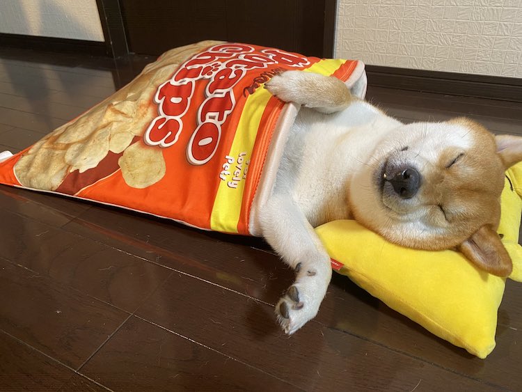 Shiba Inu Sleeps in Potato Chip Pet Bed