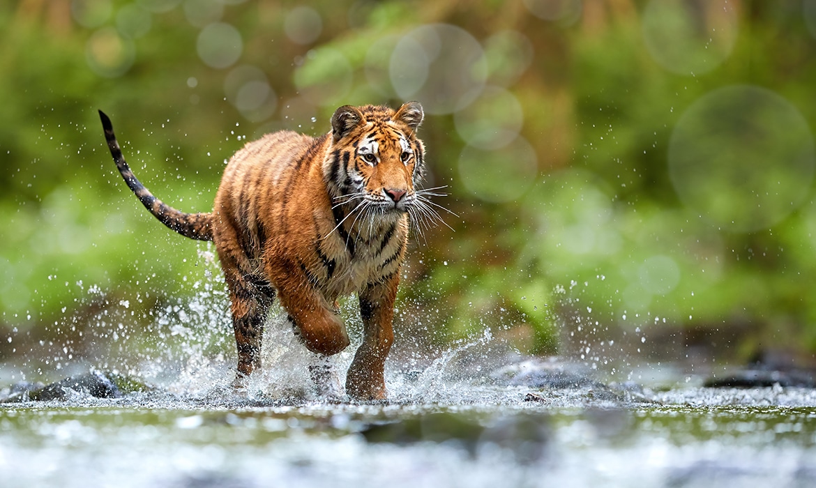 France Bans The Use Of Wild Animals In Traveling Circuses