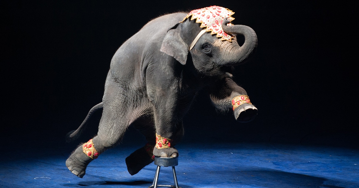 404 error page deisgn example #489: France Bans the Use of Wild Animals in Traveling Circuses