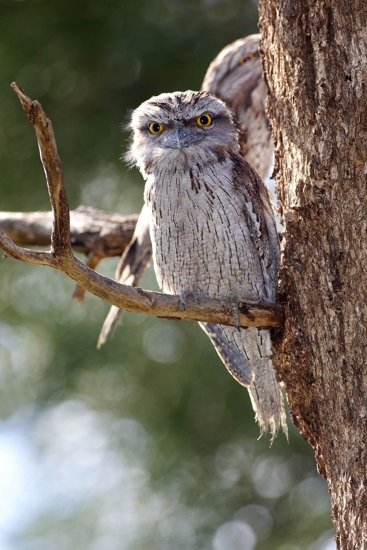 Tawny Frogmouth in a Tree