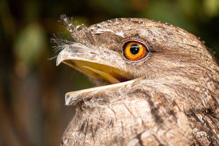 Tawny Frogmouth