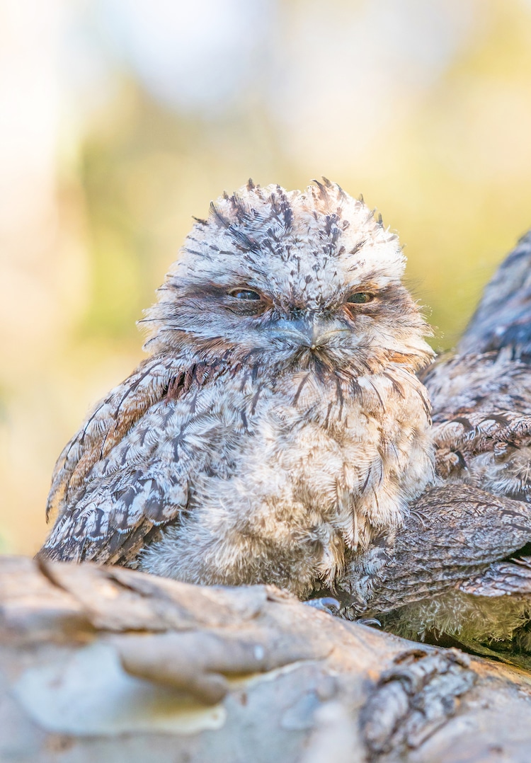 Young Tawny Frogmouth