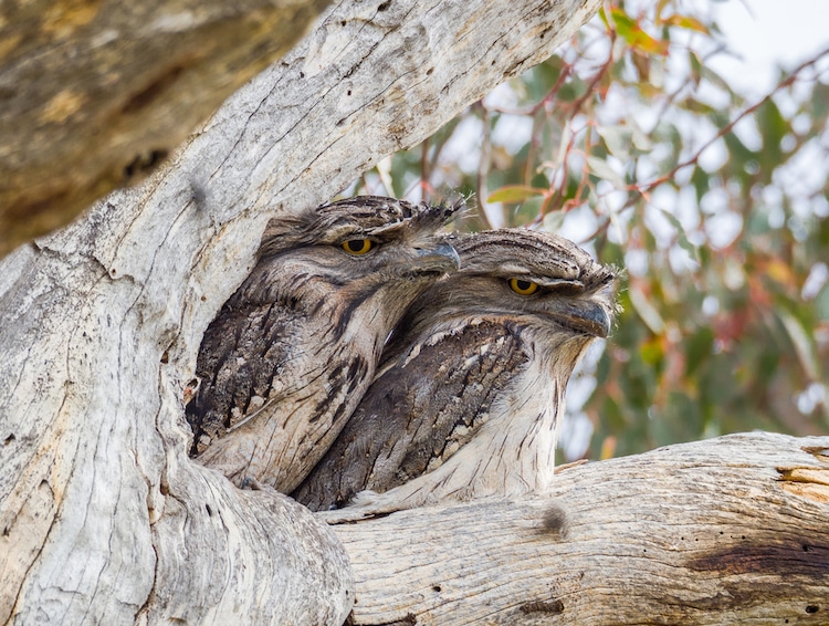Two Tawny Frogmouths Nestled in a Tree