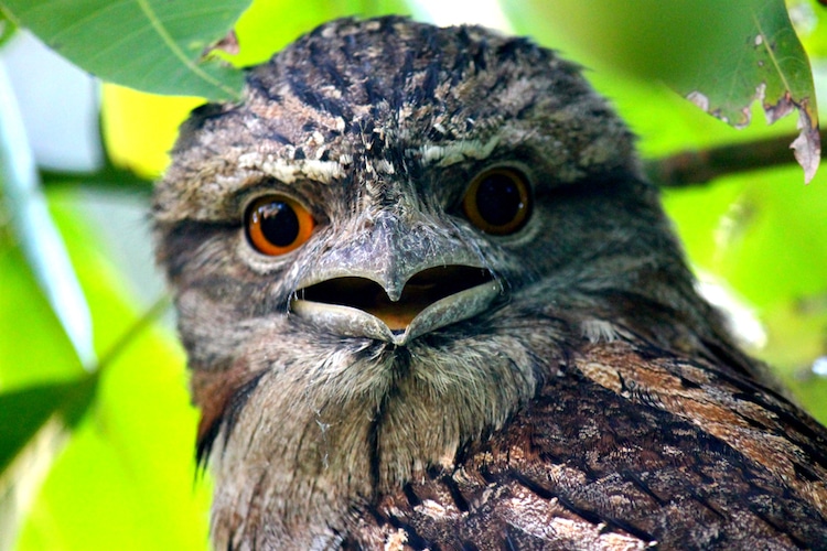Adorable Frogmouth Birds Charm with Their Distinct Expression