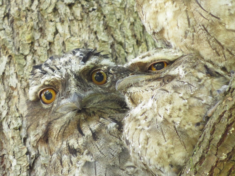Tawny Frogmouths Blending Into a Tree