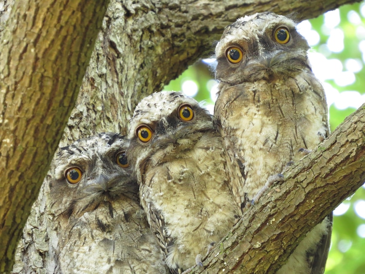 Tawny Frogmouths Blending Into a Tree