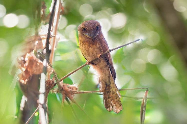 Gould's frogmouth in Thailand