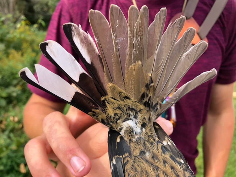 Bird Male and Female Genes