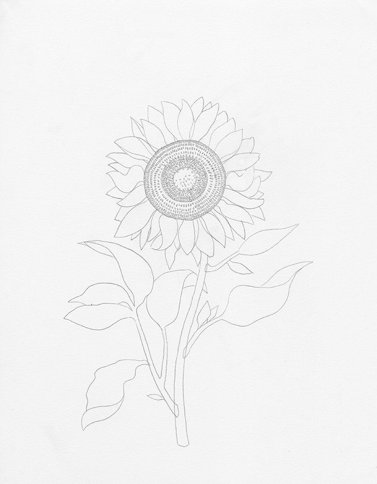 como dibujar un girasol