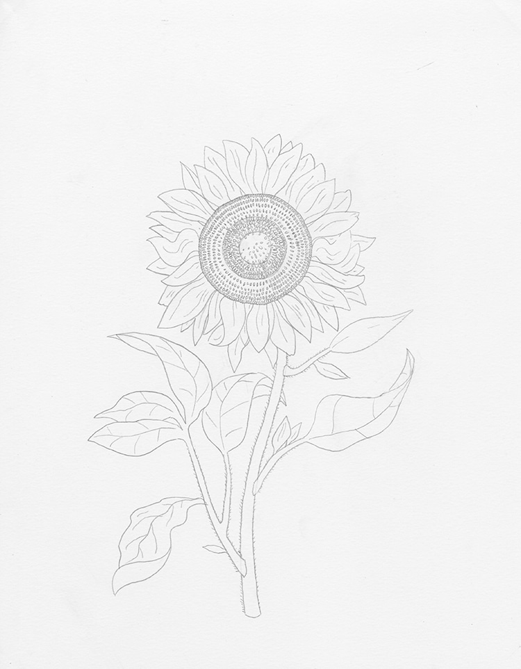 como dibujar un girasol