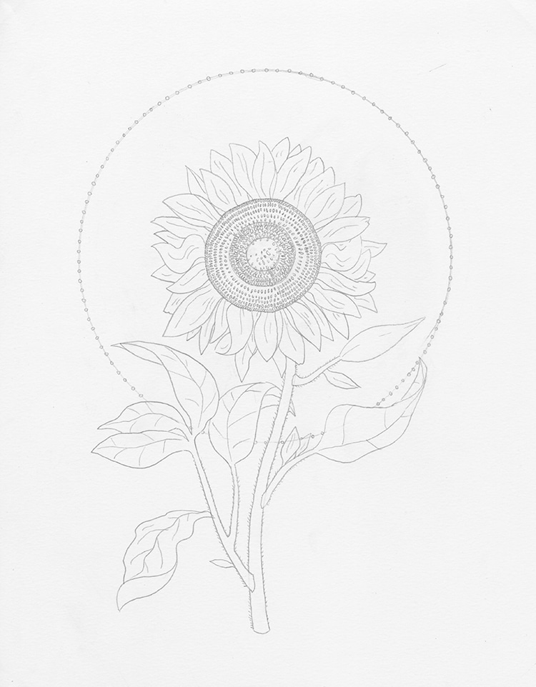 how to draw a sunflower 12