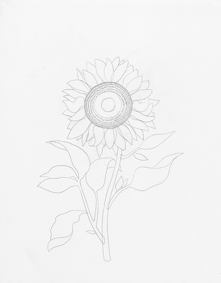 como dibujar un girasol