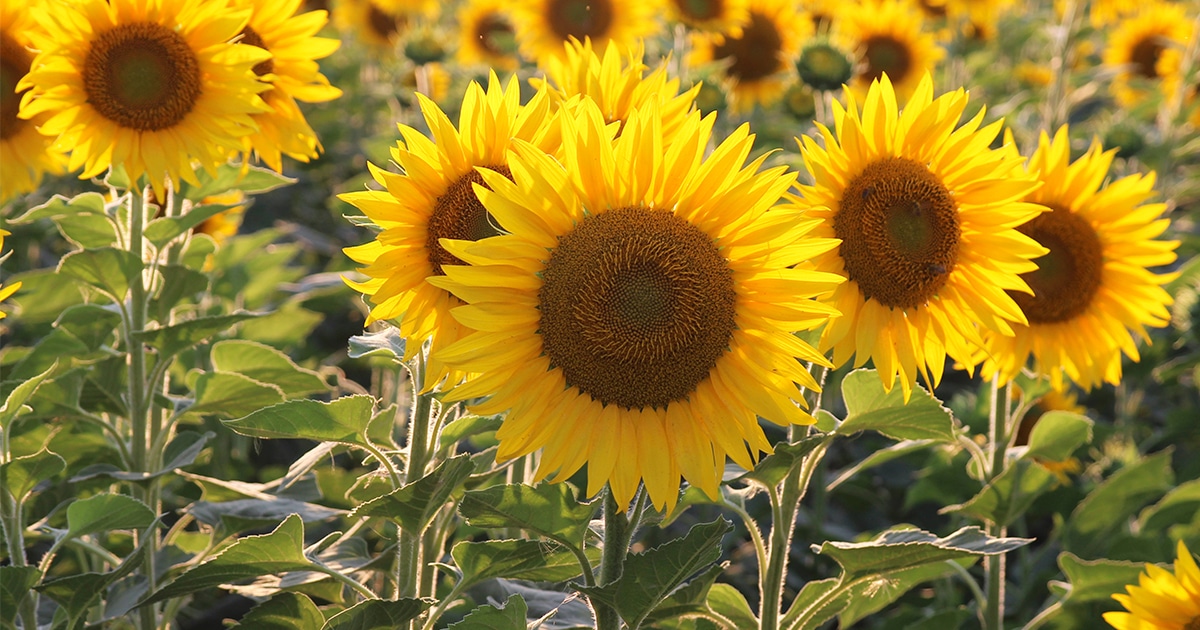 how to draw a sunflower